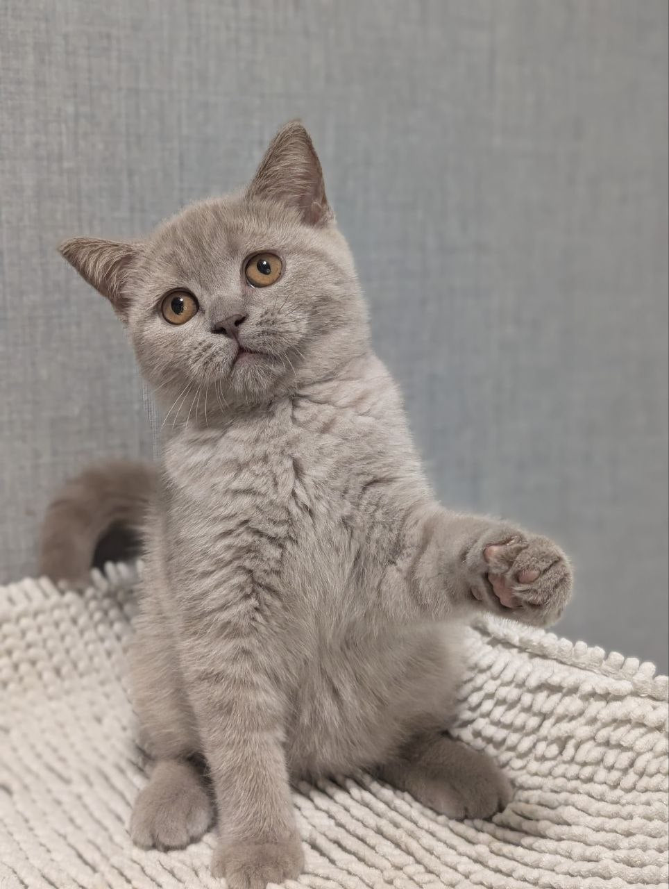 
                  
                    Bella
                  
                