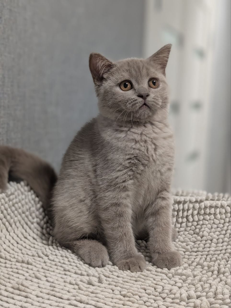
                  
                    Bella
                  
                