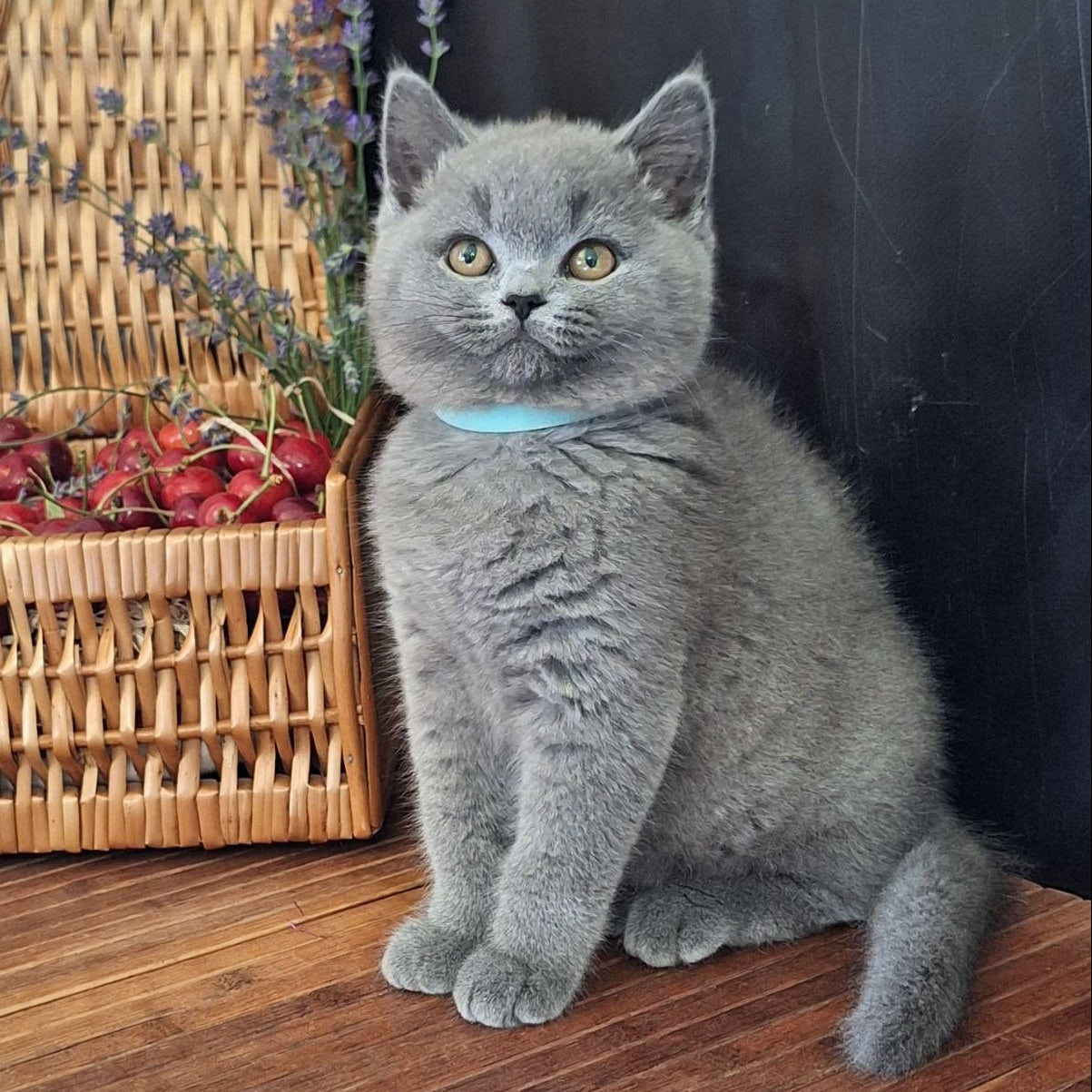 
                  
                    Robert
                  
                