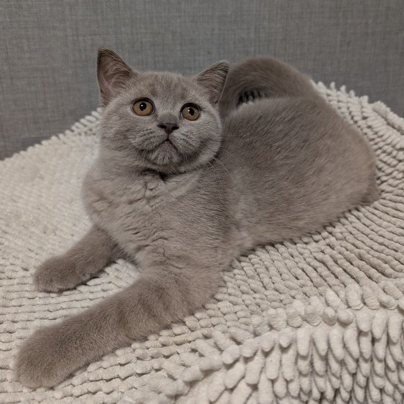 
                  
                    Bella
                  
                