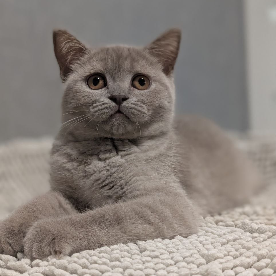 
                  
                    Bella
                  
                