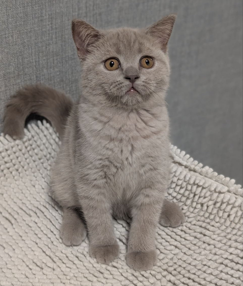 
                  
                    Bella
                  
                