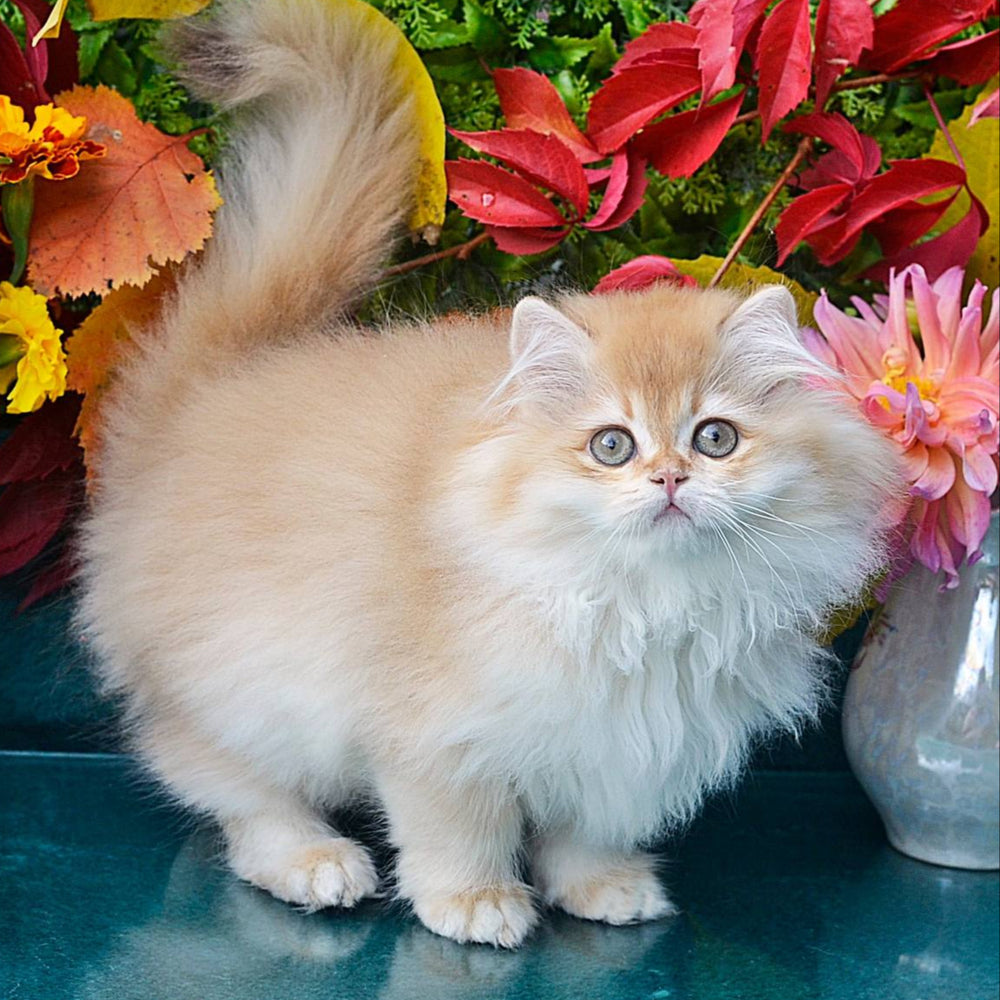 Simon