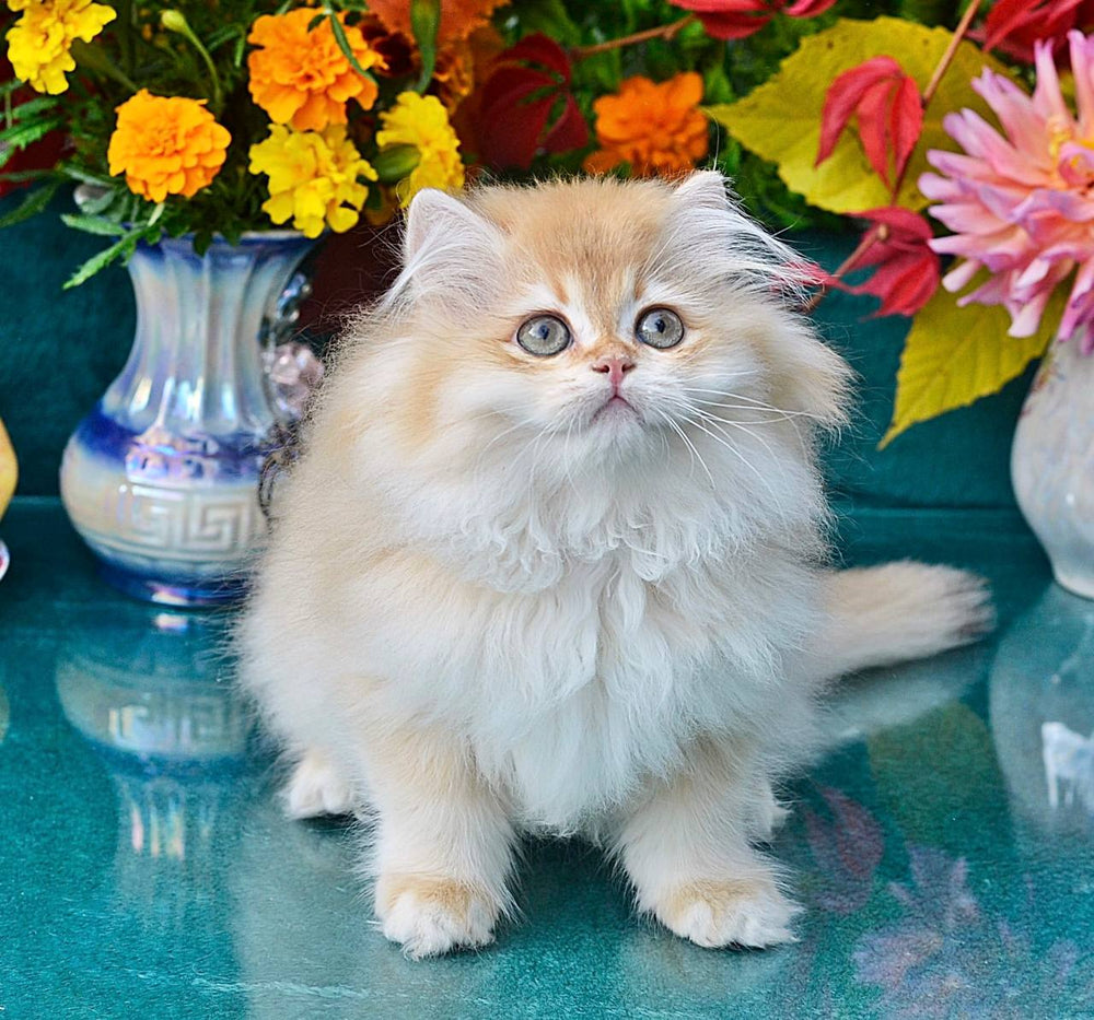 
                  
                    Simon
                  
                