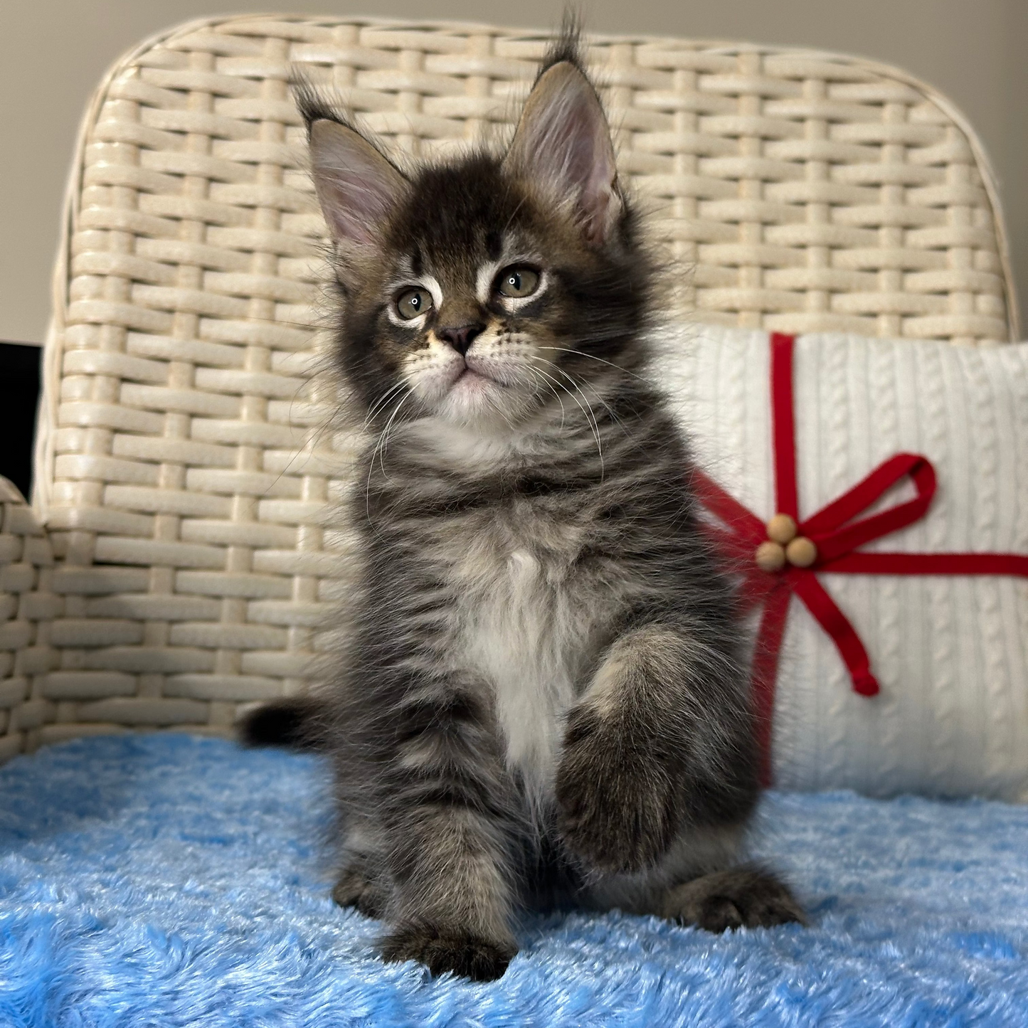 
                  
                    Cyrus
                  
                