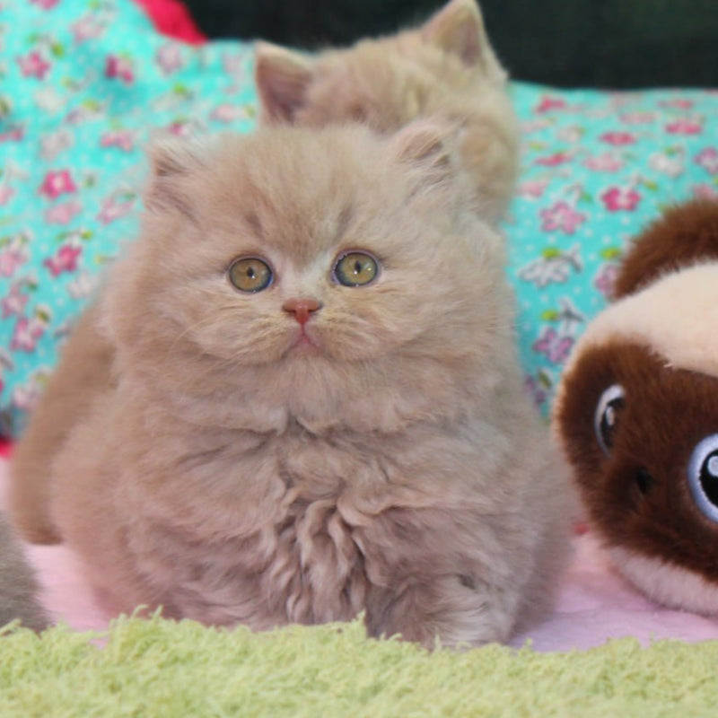 Yusha