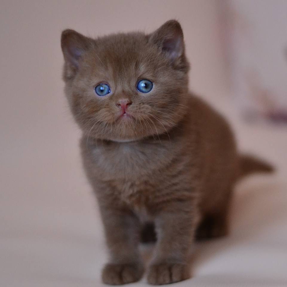 
                  
                    Juno
                  
                