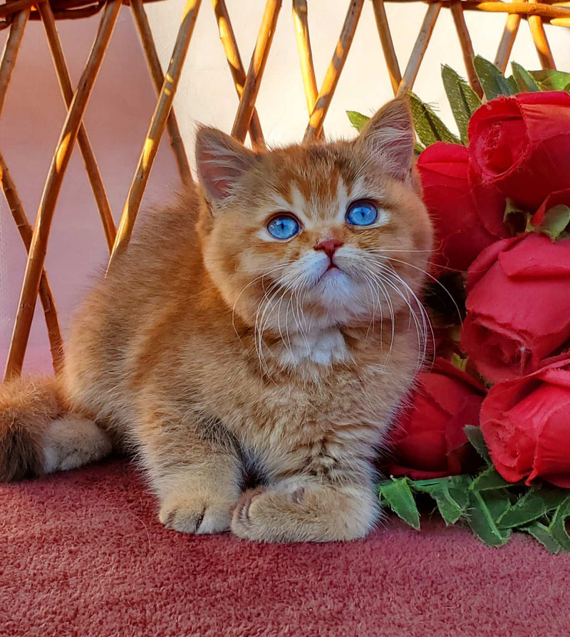 Beauty