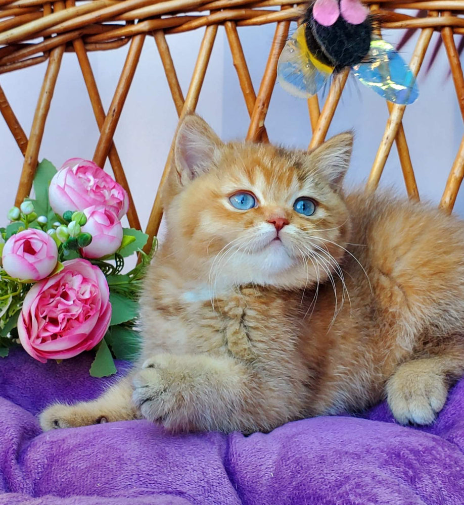
                  
                    Beauty
                  
                