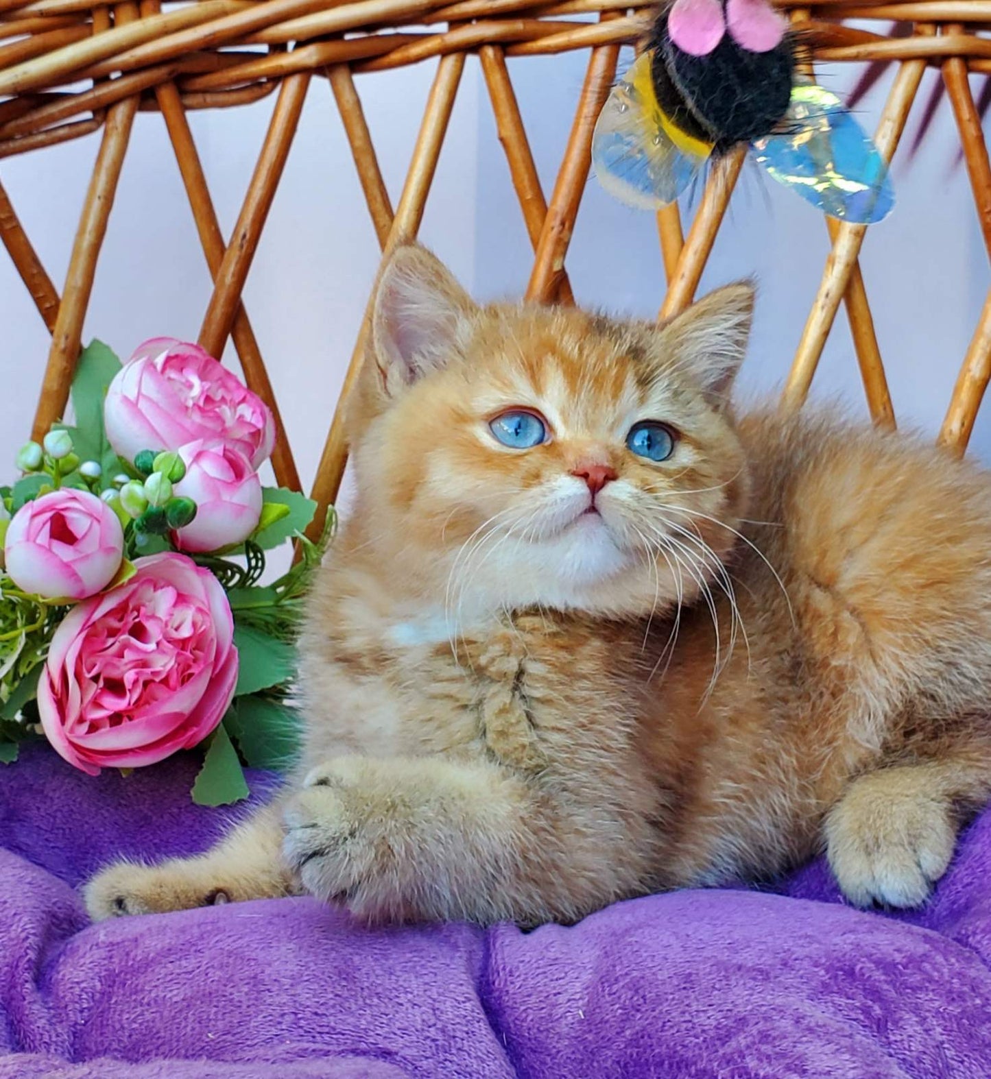 
                  
                    Beauty
                  
                