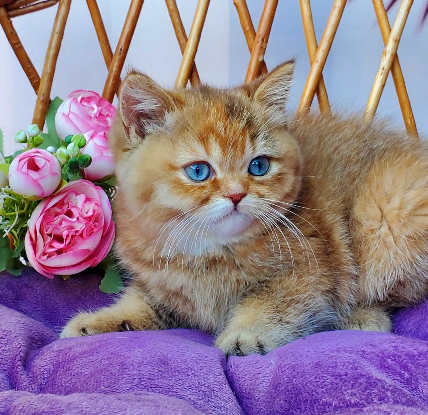 
                  
                    Beauty
                  
                