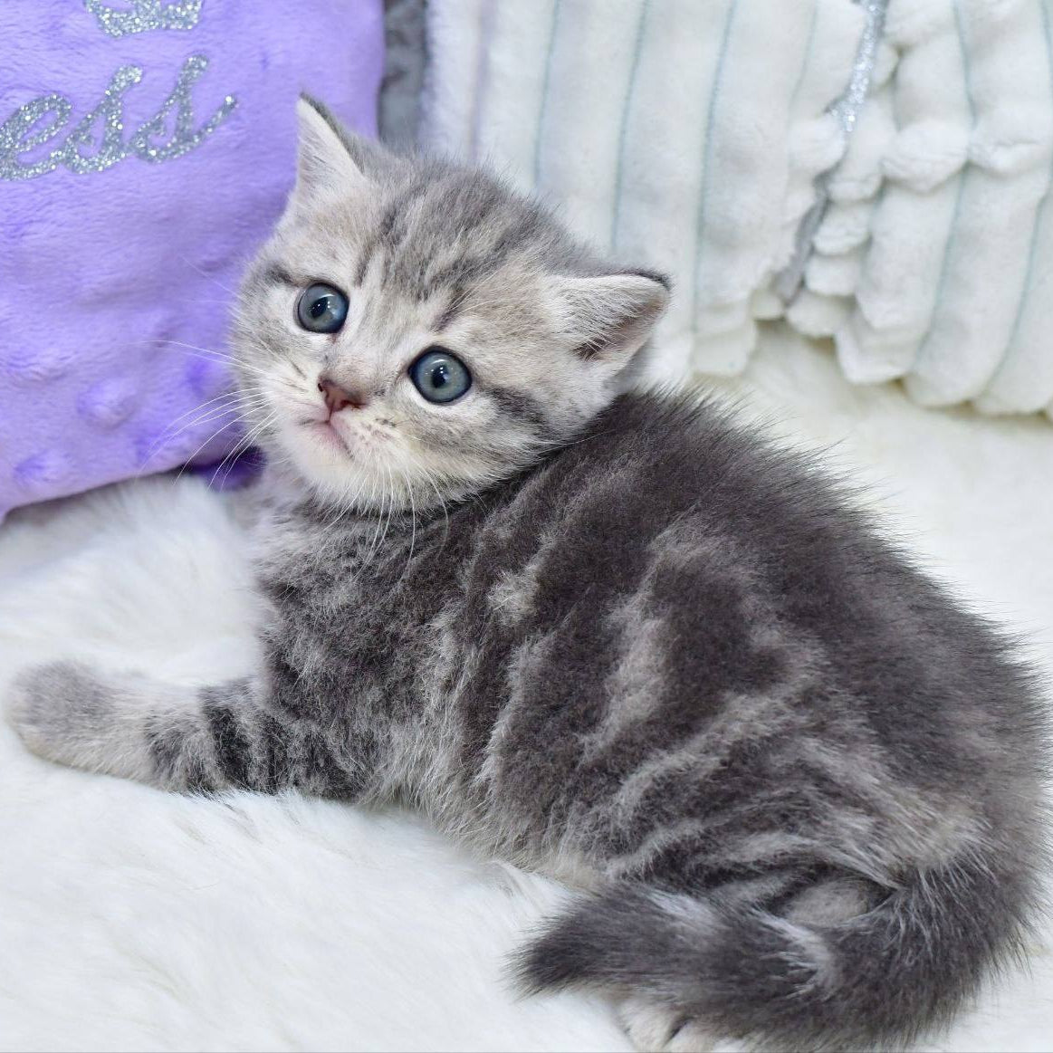 
                  
                    Laki
                  
                
