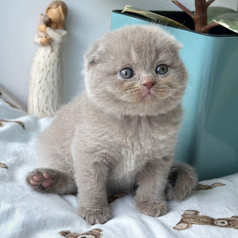 
                  
                    Nala
                  
                