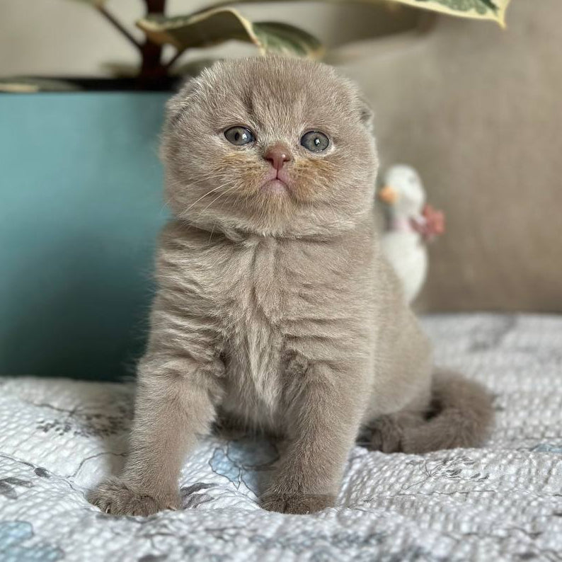 
                  
                    Nala
                  
                