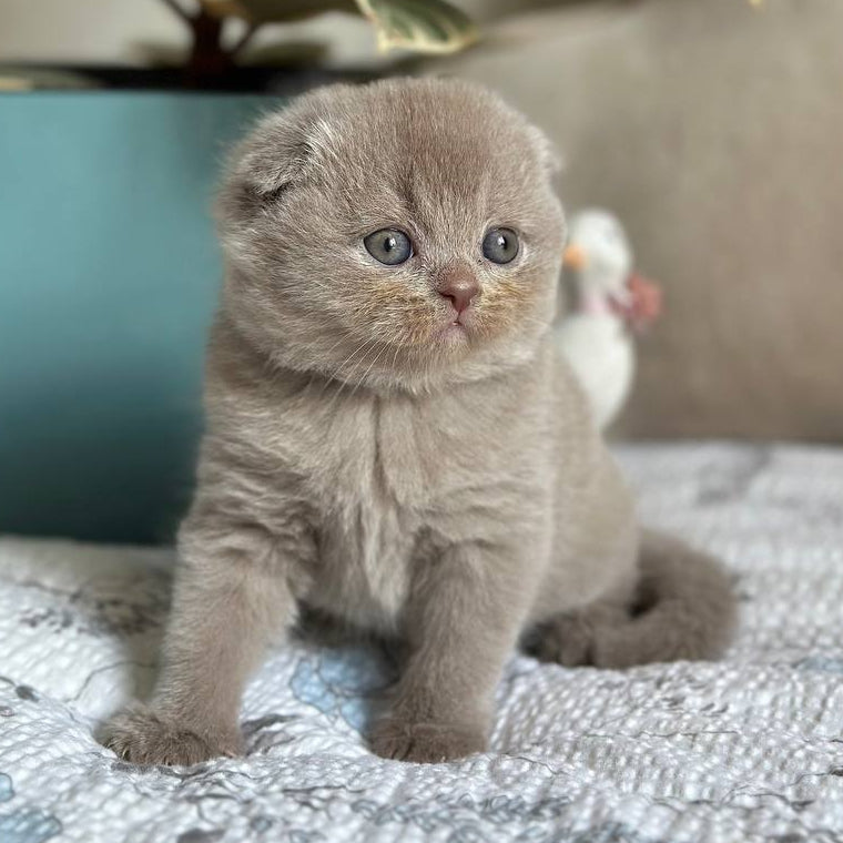 
                  
                    Nala
                  
                
