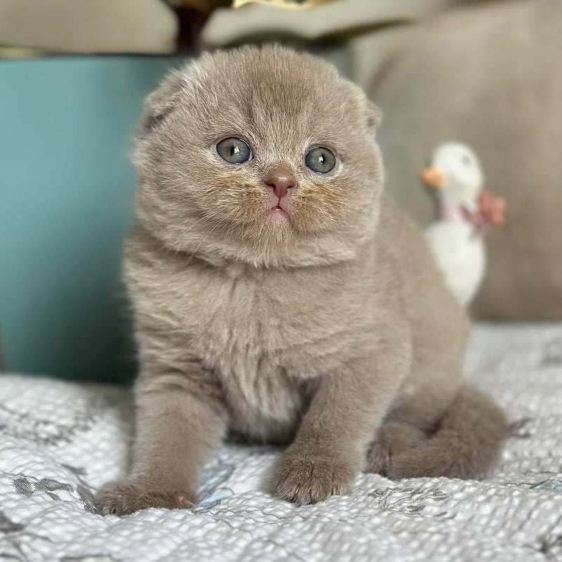 
                  
                    Nala
                  
                