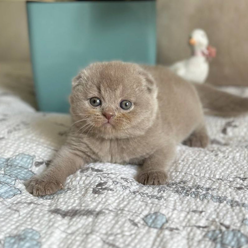 
                  
                    Nala
                  
                