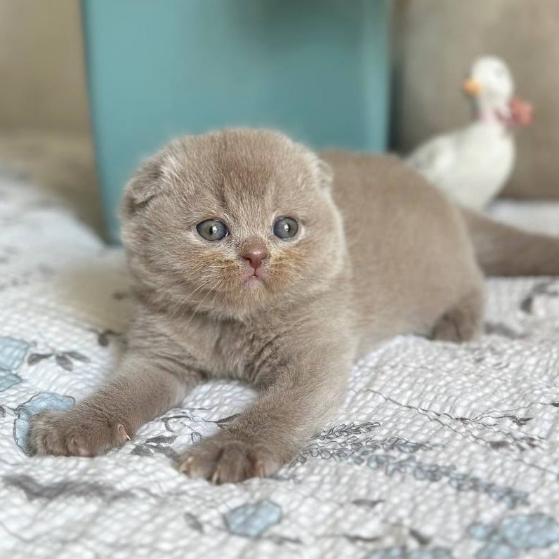 
                  
                    Nala
                  
                