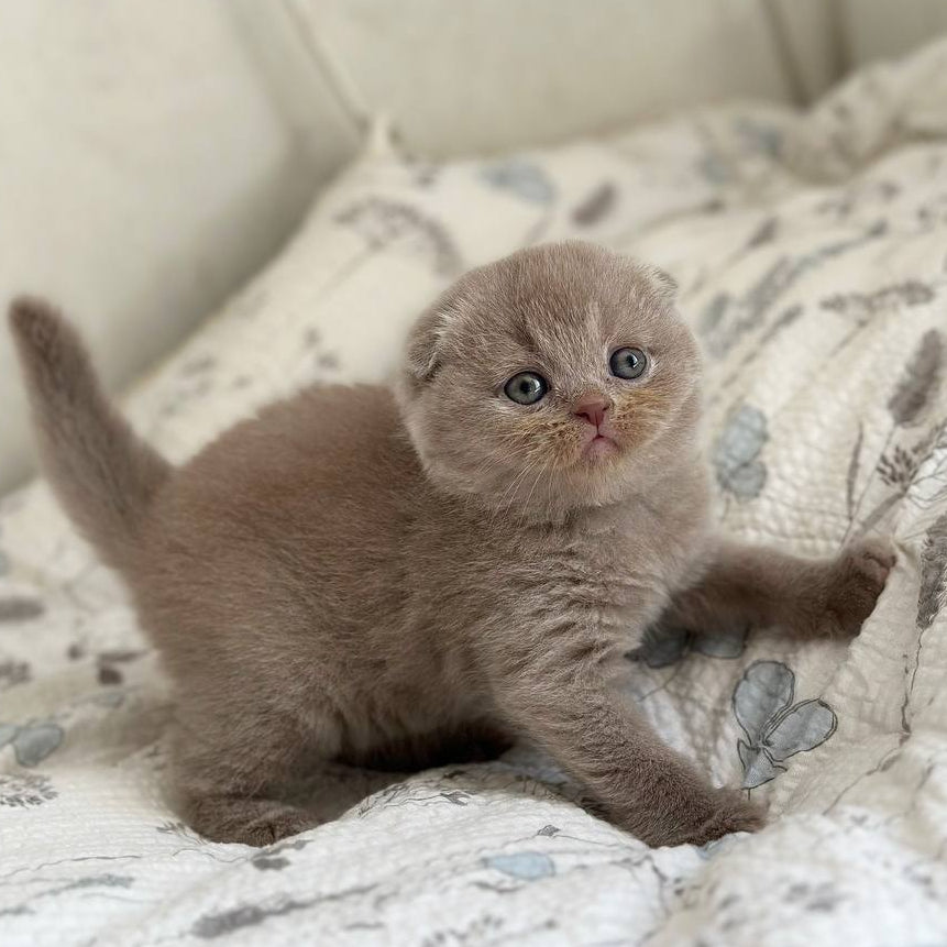 
                  
                    Nala
                  
                