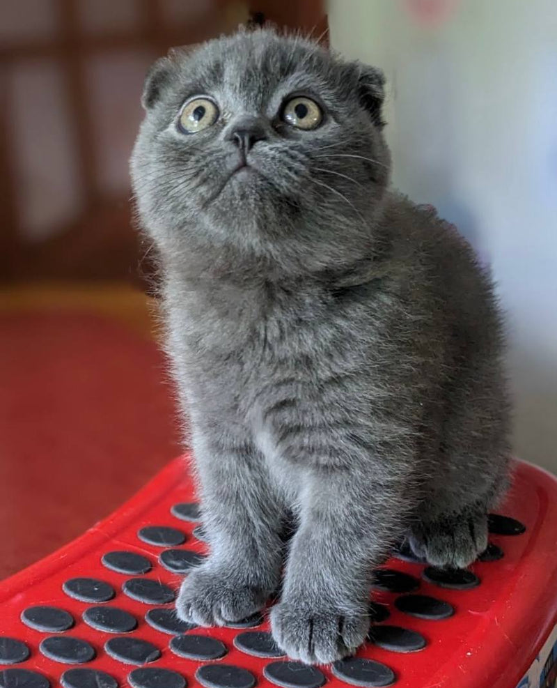 Fizi