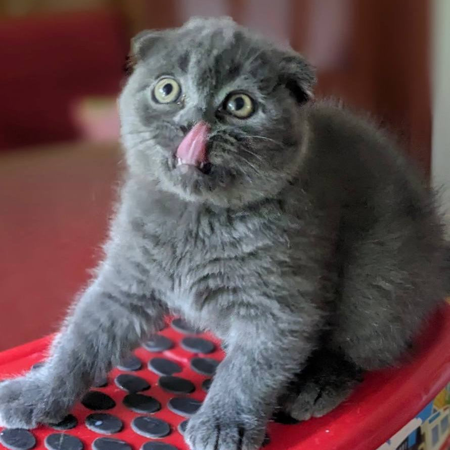 
                  
                    Fizi
                  
                
