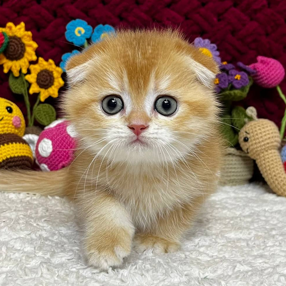 Buddy