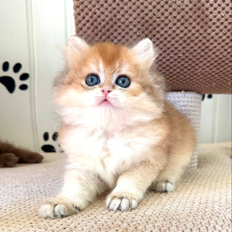 Cameron