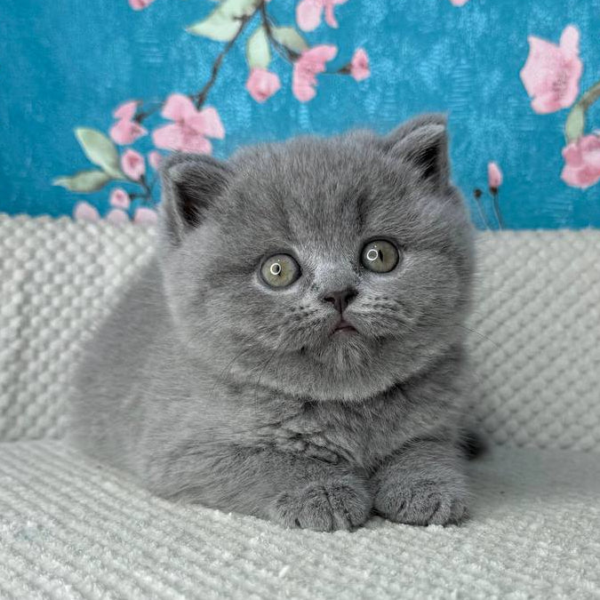 
                  
                    My Teddy
                  
                