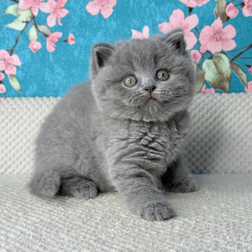 My Teddy