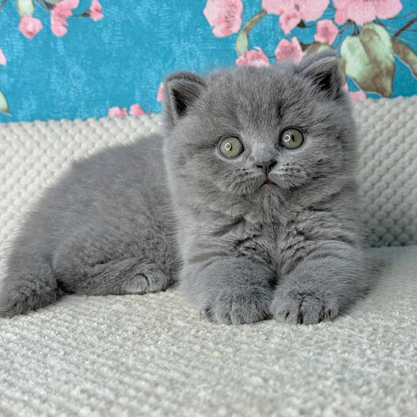 
                  
                    My Teddy
                  
                