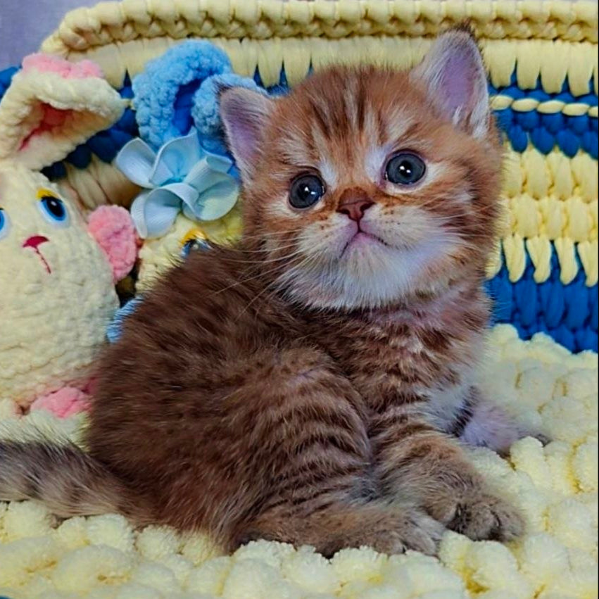 
                  
                    PJ
                  
                