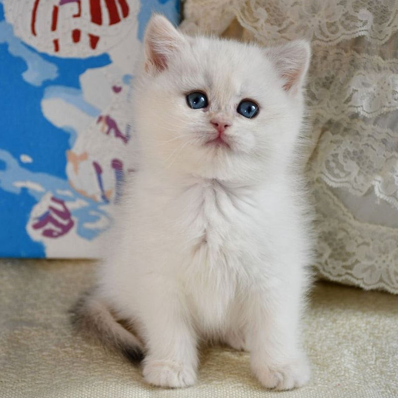 Nala