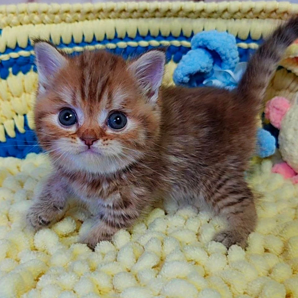 
                  
                    PJ
                  
                