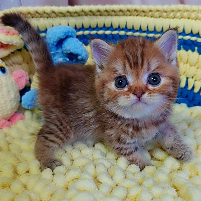 PJ