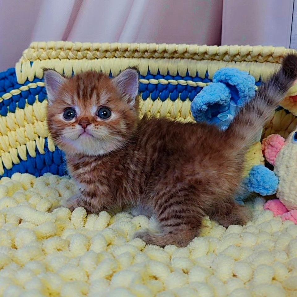 
                  
                    PJ
                  
                