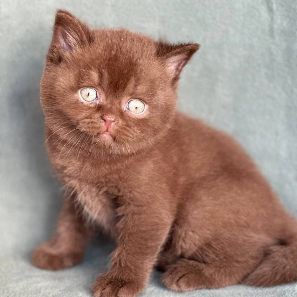 
                  
                    Hugo
                  
                