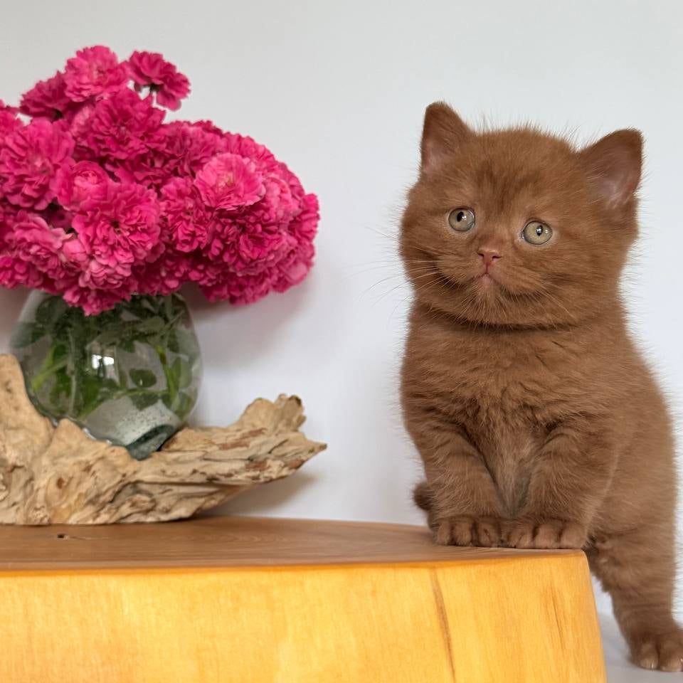 
                  
                    Finn
                  
                