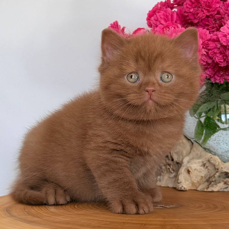 Finn