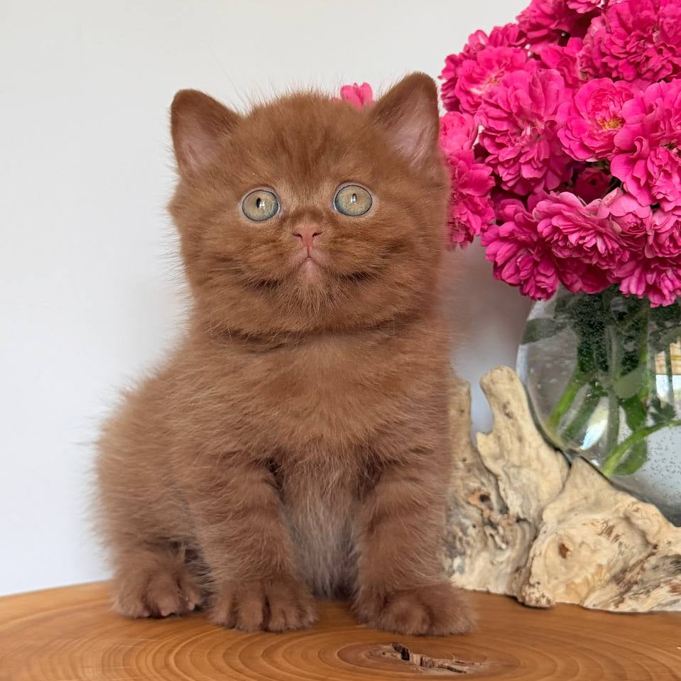 
                  
                    Fudge
                  
                