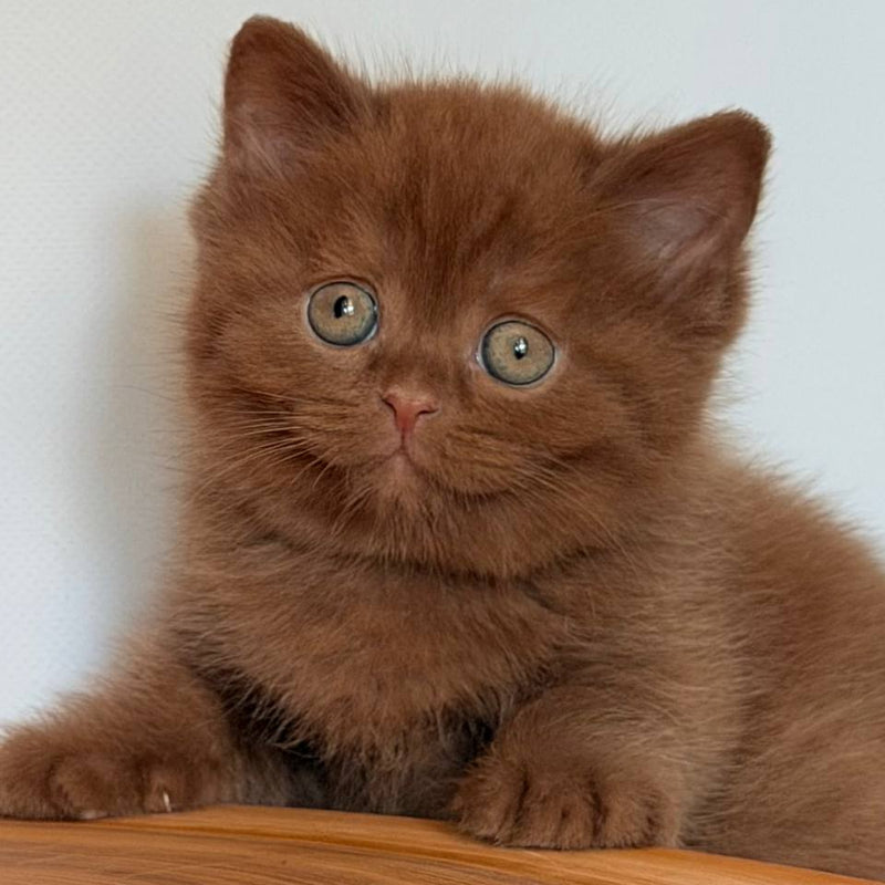 Fudge