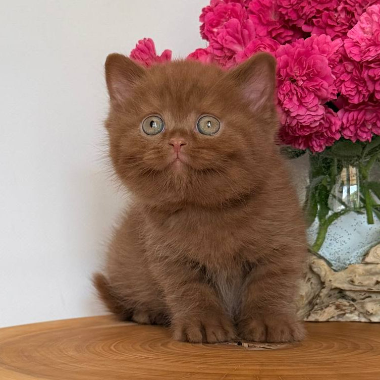 
                  
                    Fudge
                  
                