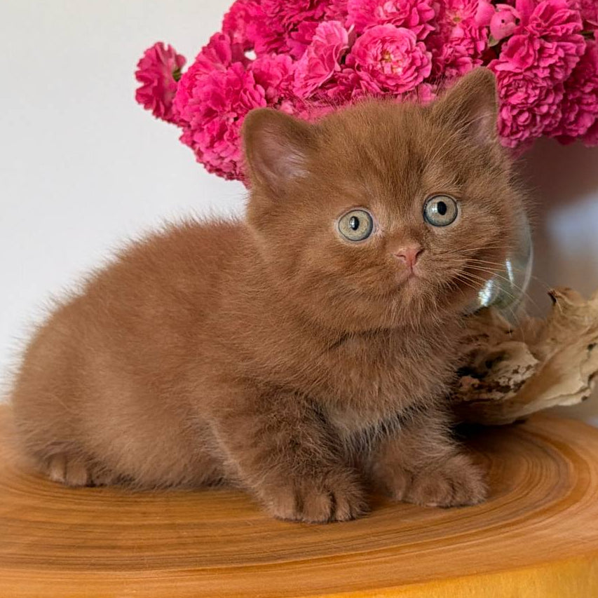 
                  
                    Fudge
                  
                