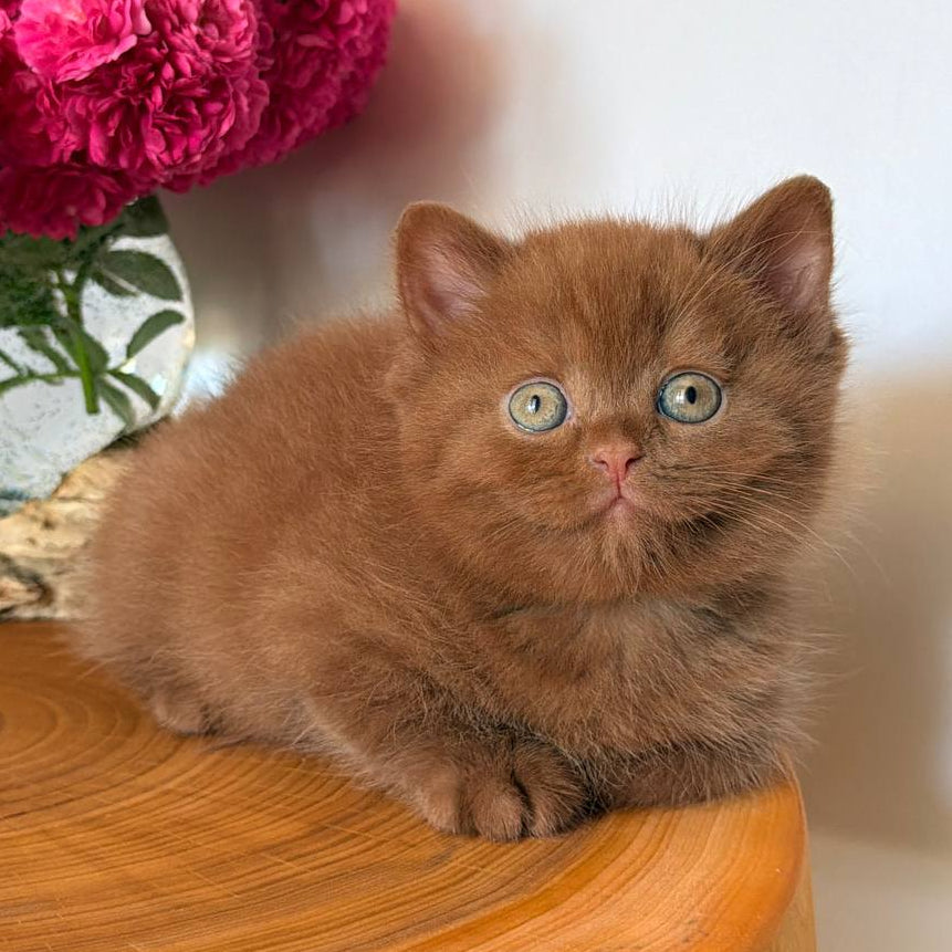 
                  
                    Fudge
                  
                