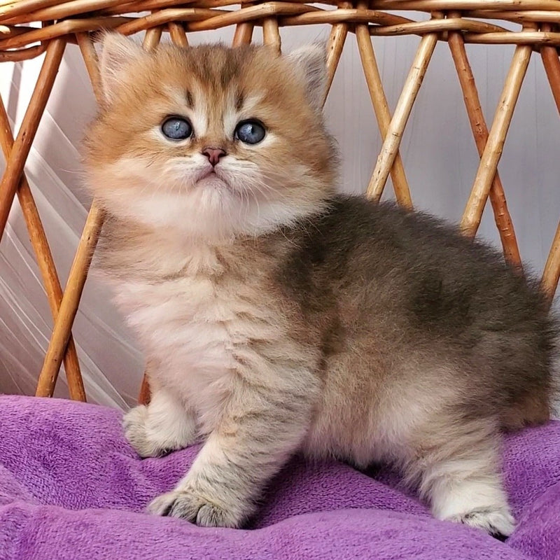 Zeus