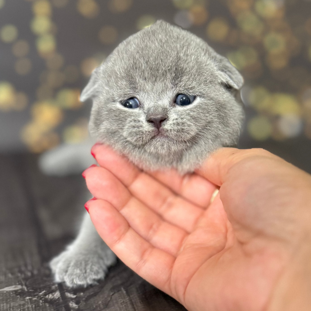 
                  
                    Zakhar
                  
                