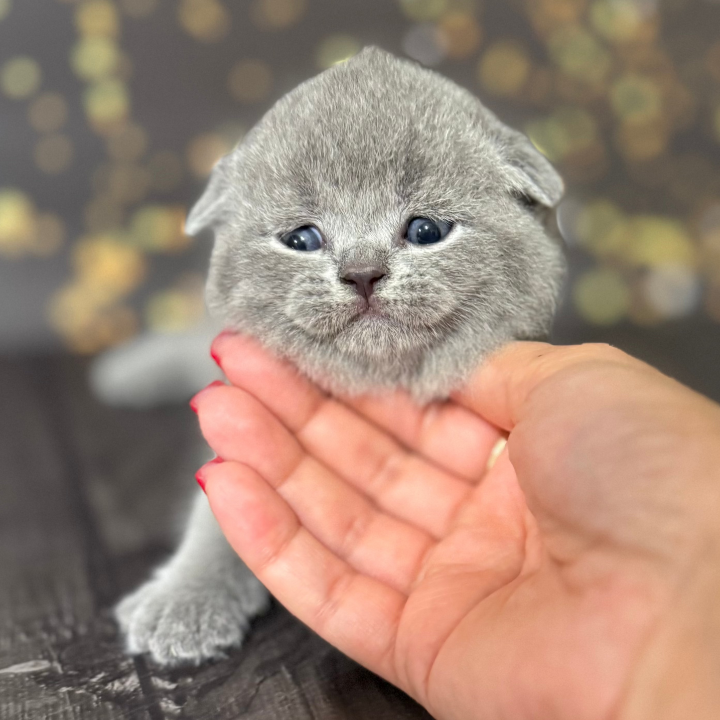 
                  
                    Zakhar
                  
                