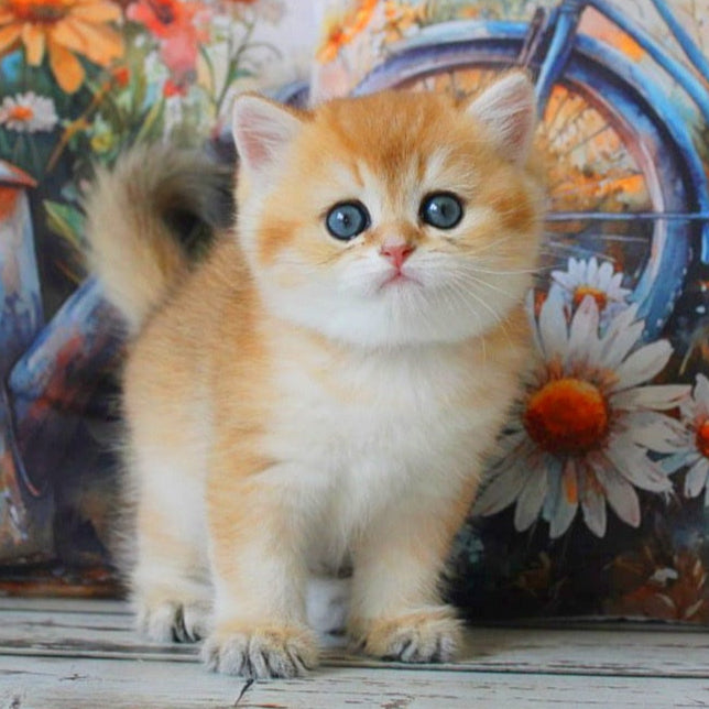 
                  
                    Romeo
                  
                
