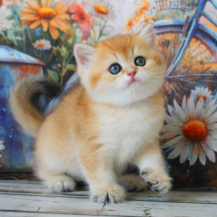 
                  
                    Romeo
                  
                