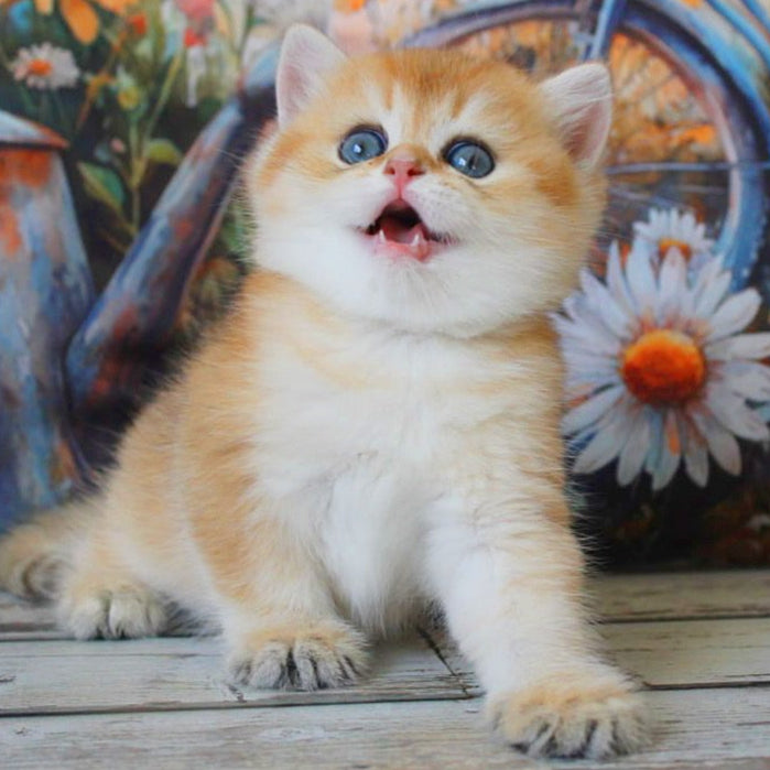 
                  
                    Romeo
                  
                