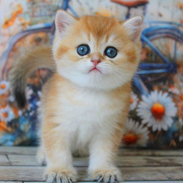 
                  
                    Romeo
                  
                